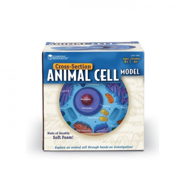 (주)생물나라,동물세포 단면모형