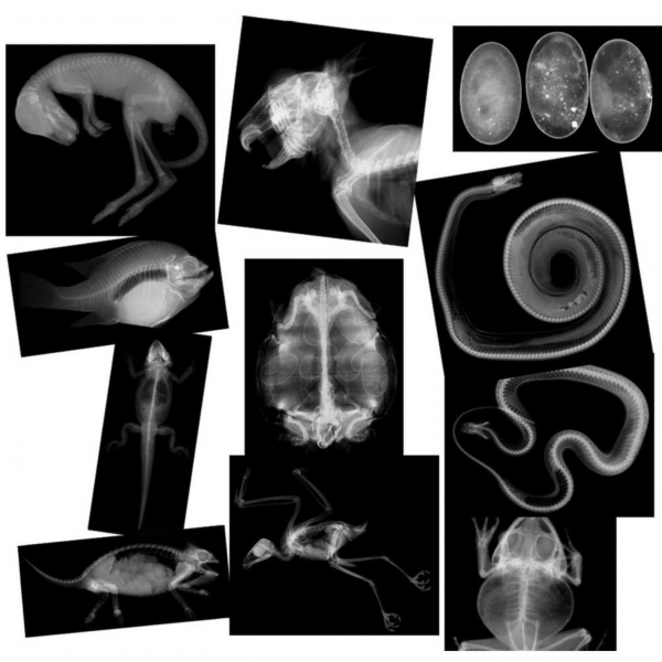 (주)생물나라,동물 X-Ray 사진세트